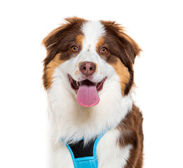 Close-up of a cheerful australian shepherd with a harness, isolated on white