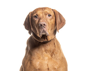 Attentive brown Vizsla portrait on white background