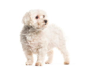 Adorable white small dog standing isolated on white background