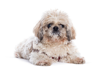 Adorable shih tzu dog lying down on white background