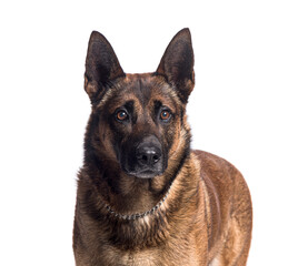 Belgian shepherd dog wearing a chain collar looking at camera on white background