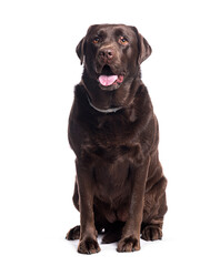 Obraz premium Adult chocolate labrador retriever dog sitting and panting on white background