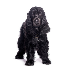 Black english cocker spaniel standing and looking at camera