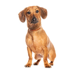 Obraz premium Adorable brown dachshund dog sitting and looking at camera