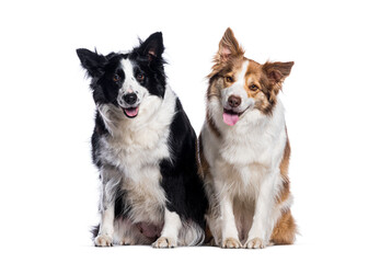 Two border collie dogs sitting and panting on white background