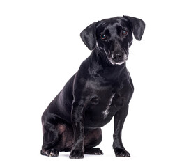 Black crossbreed dog sitting and looking at camera on white background