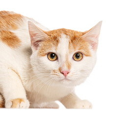 Curious ginger and white cat with intense stare on white background