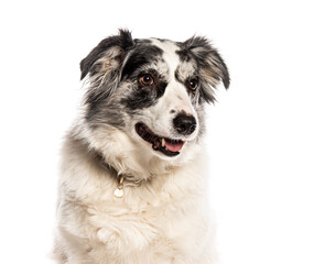 Border collie dog sitting and looking curious with head tilted