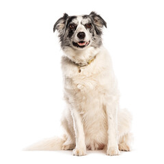 Fototapeta premium Happy senior border collie dog sitting and looking at camera