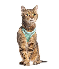 European shorthair cat wearing a turquoise harness sitting and looking up