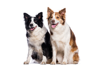 Two border collie dogs sitting and panting on white background