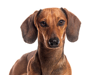 Beautiful brown dachshund dog posing on white background