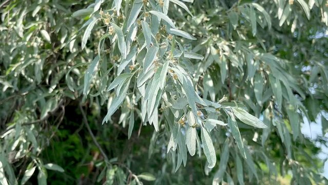 Loch ordinary (Elaeagnus angustifolia L., wild olive tree, djidda, jide, pshat, igda)