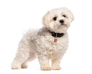 Small white dog standing with head up and looking curious