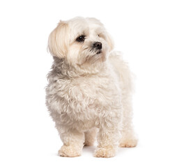 Small white dog standing and looking up with white background