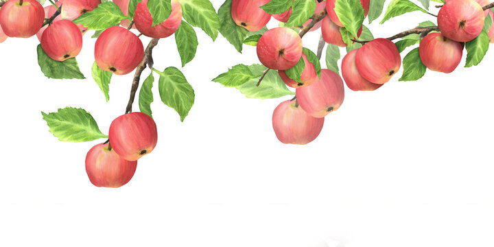 Seamless top border with apple tree branches, red apples and green leaves. Hand-drawn watercolor illustration. For postcards, stationary design. Garden fruit border.