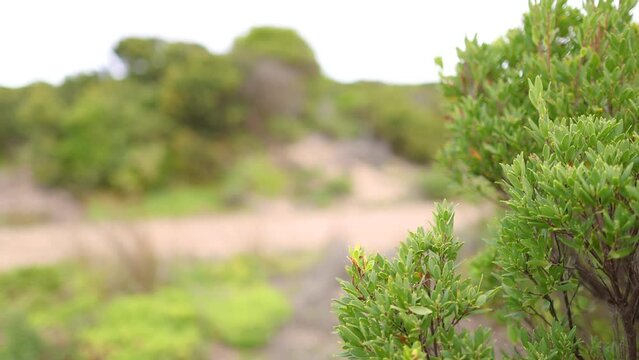 Tea Tree with Coastal Dunes