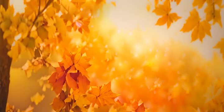 Mid Yellow Autumn Background. 4K Video