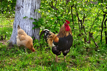 Rooster and chicken on grass by the tree on nature background