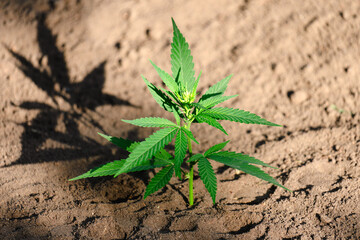 Closeup of cannabis plant with beautiful bokeh on blurry background. Cultivation of hemp herb with green compound leaves. Use in pharmacy, alternative medicine or as marijuana recreational drug