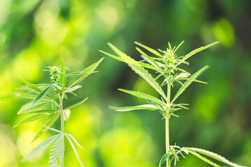 Ripe cannabis plant - hemp. Blooming female marijuana flower and leafs growing in homemade garden. Shallow depth of field and blurred background. Illuminated by sunlight. Close-up