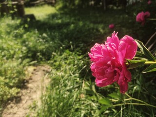 Vibrant Pink Peony in Full Bloom Against Lush Green Garden - Perfect for Spring and Summer Themes, Ideal for Floral Design Backgrounds or Nature-Inspired Projects