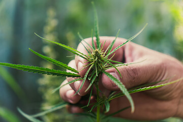 Farmer checking hemp plants in the fields before harvesting, she is picking a seed, hand close up