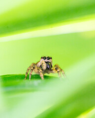 Zebra jumping spider - Salticus scenicus sitting on a plant leaf with copy space around