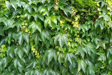 Parthenocissus green hedge, virginia crepeper foliage wall pattern, lush green victoria creeper ivy...