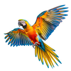 Fototapeta premium A vibrantly colored blue-and-yellow macaw parrot with a hooked beak