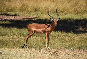 An impala antelope in a nature reserve in Zimbabwe