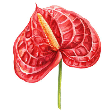 red anthurium flower watercolor painting clip art preview