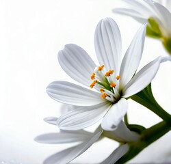 Obraz premium flower, white, spring, plant, chamomile, blossom, summer, bloom, petal, isolated, macro, beauty, flowers