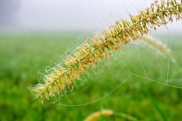 A closeup of a plant bristle in a field, close up Dogtail grass in the morning with dew drops and spider webs at the edge paddy field.