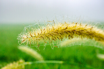 A closeup of a plant bristle in a field, close up Dogtail grass in the morning with dew drops and spider webs at the edge paddy field.