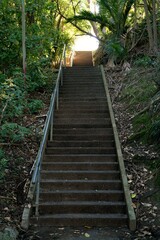 Stairs in the forest
