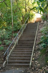 Stairs in the forest