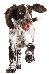 One cute, playful little spaniel dog cheerfully running and playing against transparent background. Concept of movement, joy, playing, pets love, animal life, domestic animals. © Lustre Art Group 