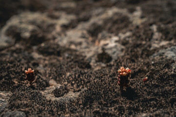 Two small plants are growing in a rocky area