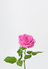 A single pink rose is the only object in the image. vertical banner