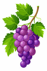 A bunch of grapes with leaves  vector illustration 