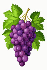 A bunch of grapes with leaves  vector illustration 