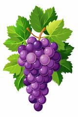 Fototapeta premium A bunch of grapes with leaves vector illustration 