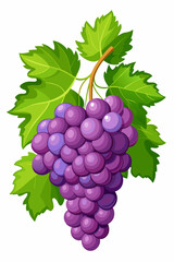 A bunch of grapes with leaves  vector illustration 