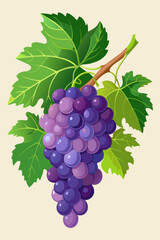 A bunch of grapes with leaves  vector illustration 