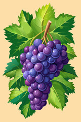 A bunch of grapes with leaves  vector illustration 
