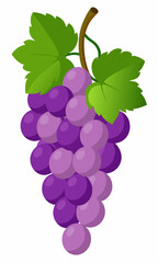 A bunch of grapes with leaves  vector illustration 