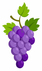 A bunch of grapes with leaves  vector illustration 