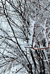 Obraz premium snow covered tree