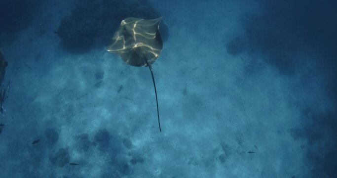 Stingray underwater in Maldives. Sting ray swims in tropical blue sea